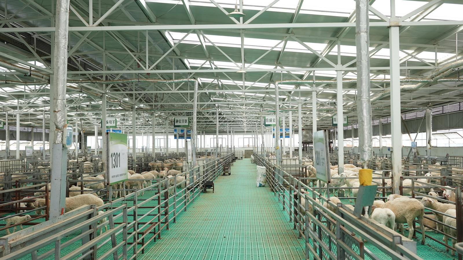 牽住“牛鼻子”，發(fā)展牛羊產(chǎn)業(yè)——永靖縣全力推動(dòng)牛羊產(chǎn)業(yè)發(fā)展